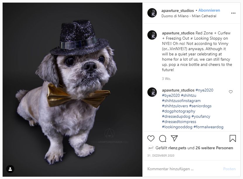Fashion Hunde-Foto auf Instagram von Apawture Studios