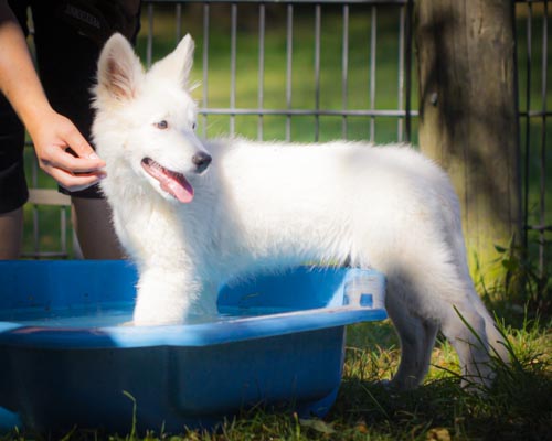 Weißer Schäferhund in Wanne voll Wasser