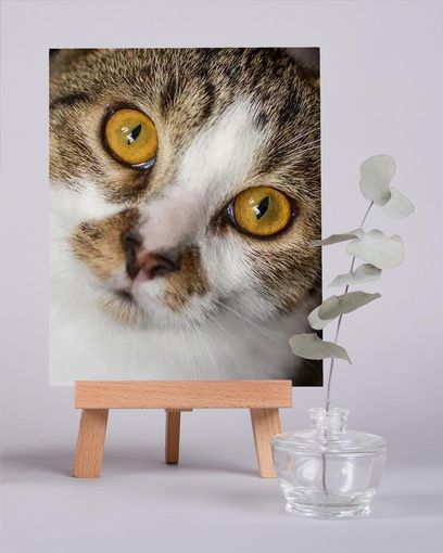 Nahaufnahme eines Kätzchens. Der Druck steht auf einer kleinen Holzstaffelei. Davor ein kleines Glas mit einem Eukalyptuszweig