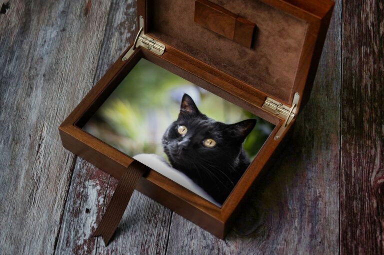 geöffnete Fotobox aus dunkelbraunem Holz mit einer Fotografie einer schwarzen Katze