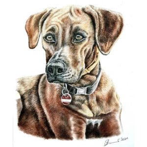 Portrait Zeichnung Hund