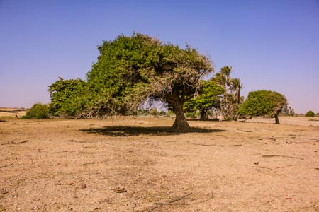 Einzelner Baum in Wüste