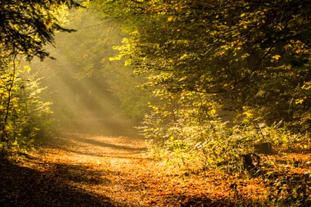 Sonnenstrahlen fallen auf einen Waldweg im Herbst