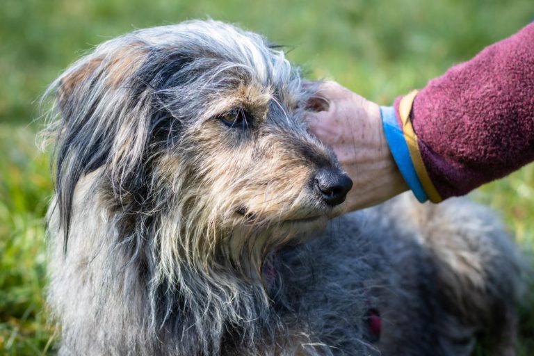4 Pfoten für Sie – Hundebesuchsdienst für Menschen mit Demenz