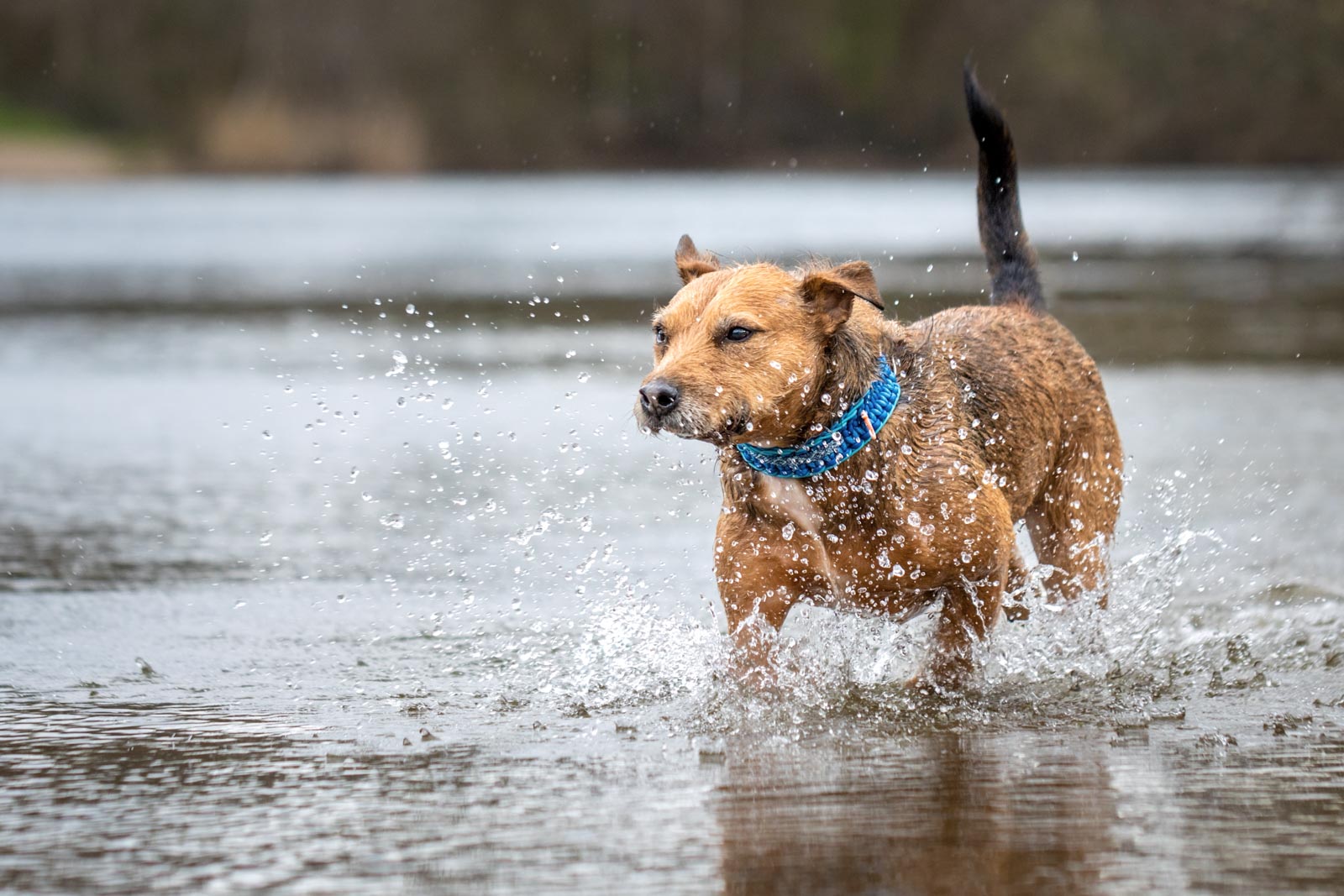 Irish-Terrier-Mix läuft durch's spritzende Wasser eines Sees