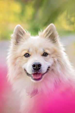 creme-farbener Elo hinter rosa Blüten