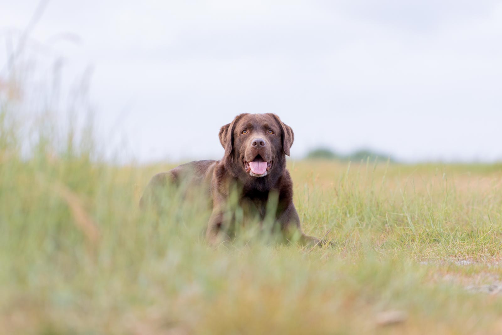Brauner Labrador im Gras