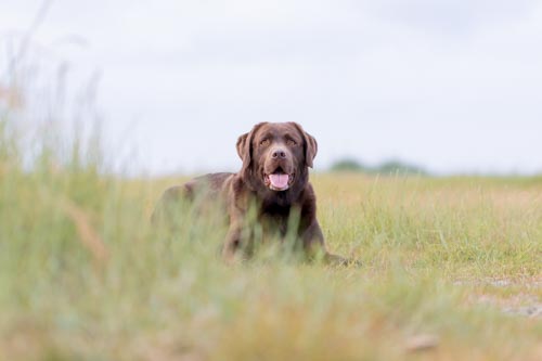 brauner Labrador im Dünengras