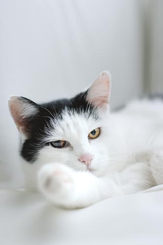 schwarz weiße Katze auf weißer Couch