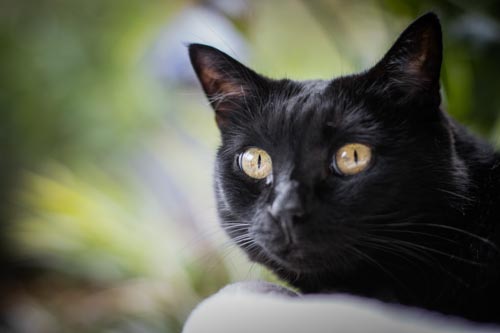 Nahaufnahme schwarze Katze auf Decke