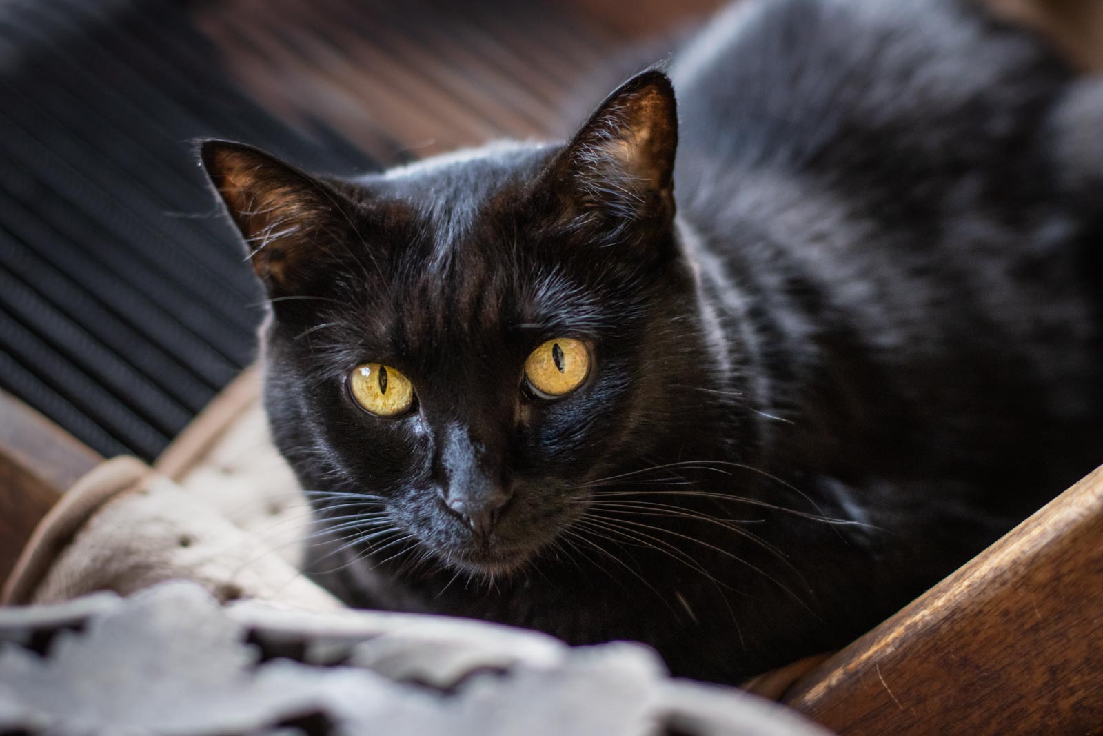 schwarze Katze auf Holzstuhl