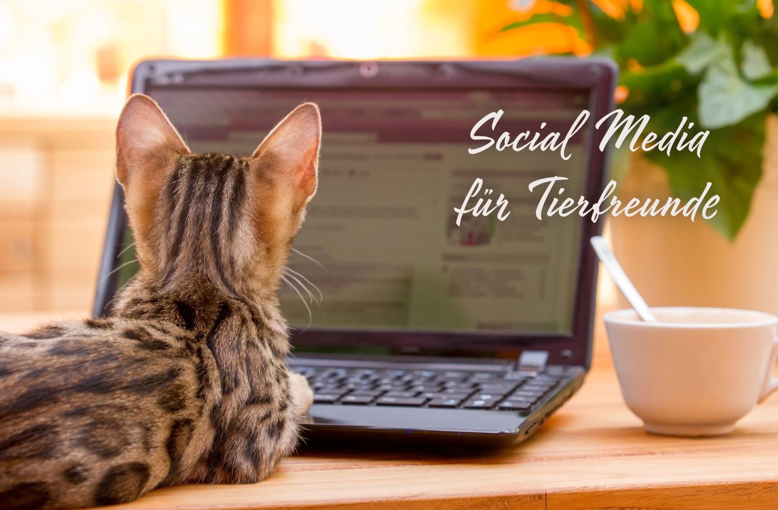 Katze vor Laptop mit Text "Social Media für Tierfreunde"