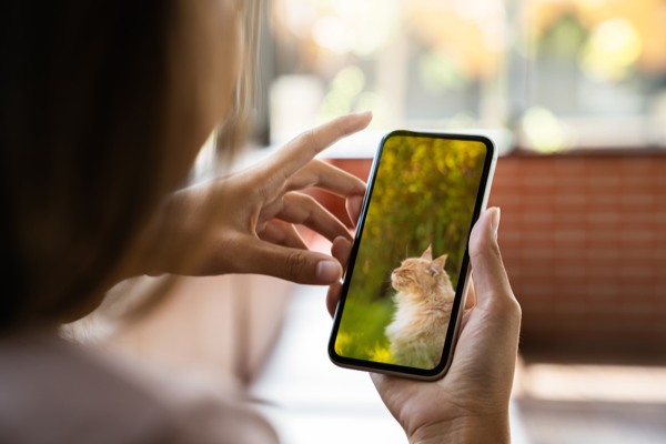 Frau hält Smart Phone in der Hand auf dem ein Katzenfoto gezeigt wird