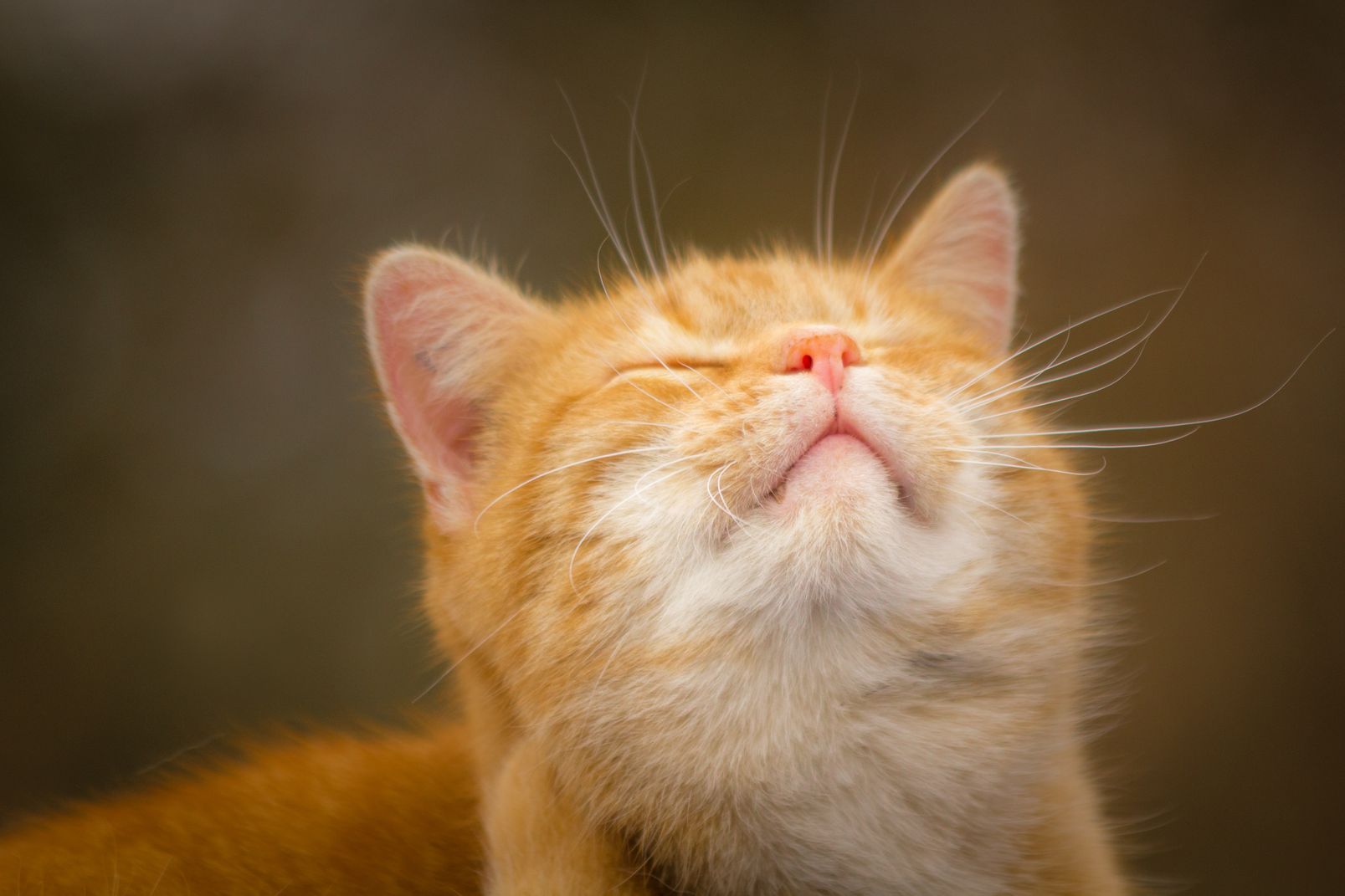 Portrait einer roten Katze, den Kopf leicht angehoben, Augen geschlossen