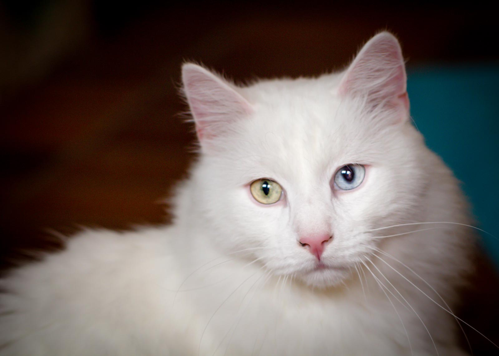 Portrait einer weißen Katze mit einem blauen und einem grünen Auge