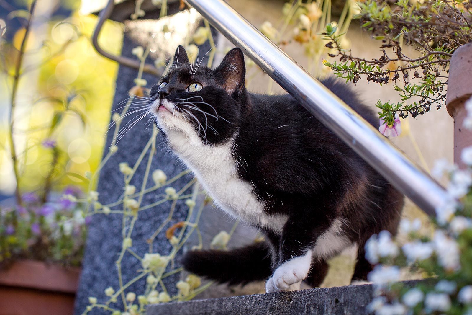 schwarz weiße Katze sitzt auf Mauer, schaut nach oben und ist bereit zum Sprung