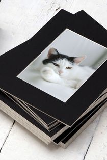 Stapel von schwarzen Passepartouts mit Katzenfoto