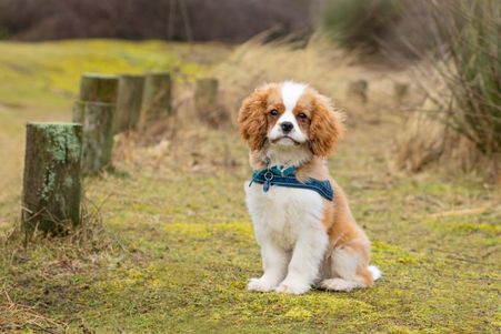 Der Cavalier King Charles Spaniel ist eine Hunde Rasse, die gut geeignet ist für Menschen mit Depressionen.