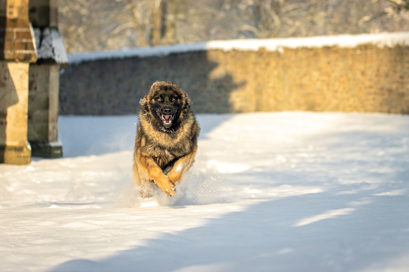 Schnee Session mit Leonberger