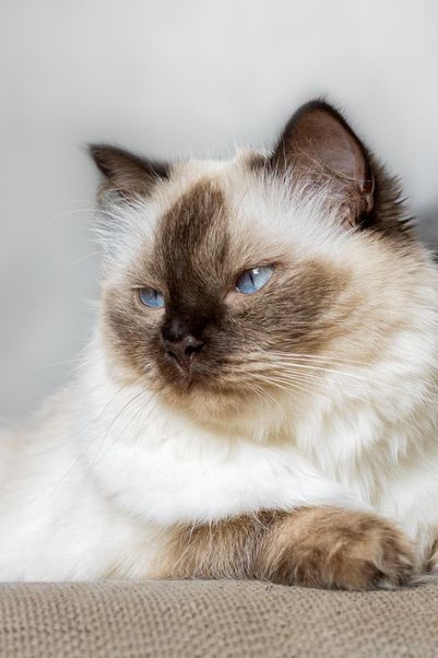 Portrait-Foto einer Ragdoll Katze mit cremefarbenem Fell und braunem Gesicht, Ohren, sowie Pfötchen