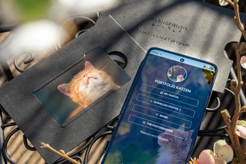 Mobiltelefon, dass die Startseite eines Portfolios mit Katzenbildern zeigt. Im Hintergrund sieht man das Bild einer roten Main Coon Katze. Neben dem Handy liegt eine Karte im Scheckkarten-Format mit dem Bild einer rot-getigerten Katze.