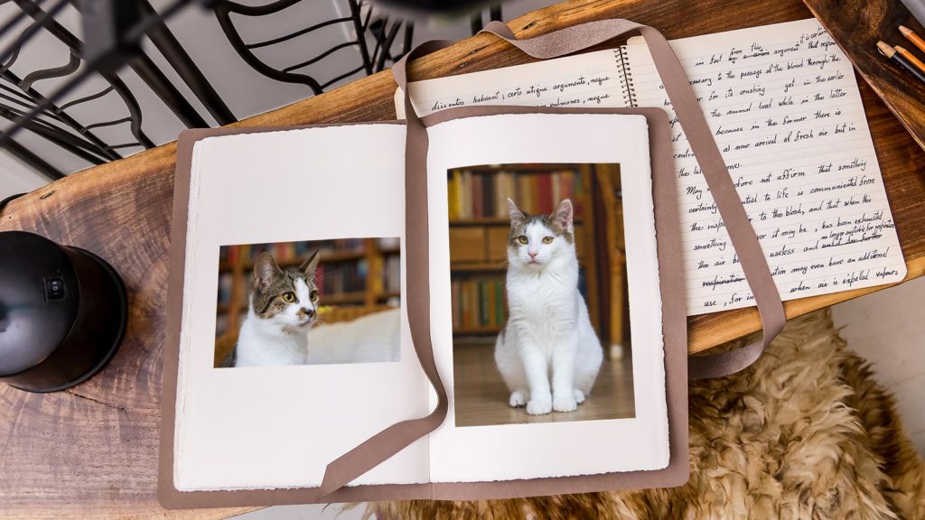 Fotobuch auf Schreibtisch mit Fotos von zwei weiß-getigerten Kätzchen