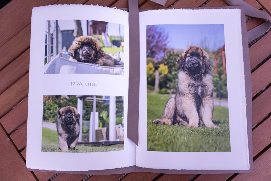 aufgeschlagenes Fotobuch mit drei Fotos eines Leonberger Welpen im Alter von 12 Wochen