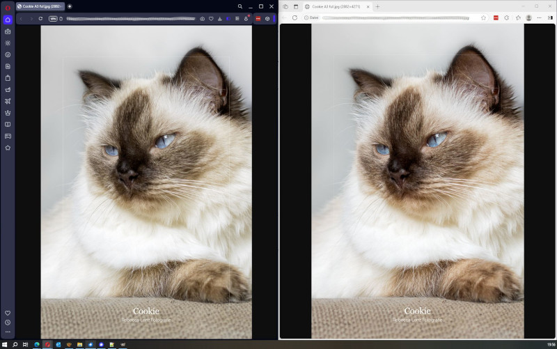 Vergleich der Farbdarstellung eines Bildes einer Ragdoll Katze in zwei unterschiedlichen Browsern