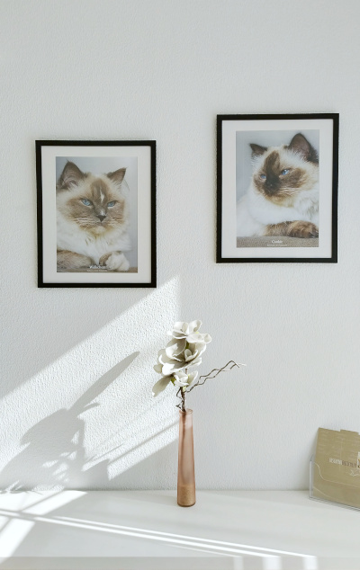 schwarz gerahmte Bilder von zwei Ragdoll Katzen über einem weißen Sideboard mit Vase