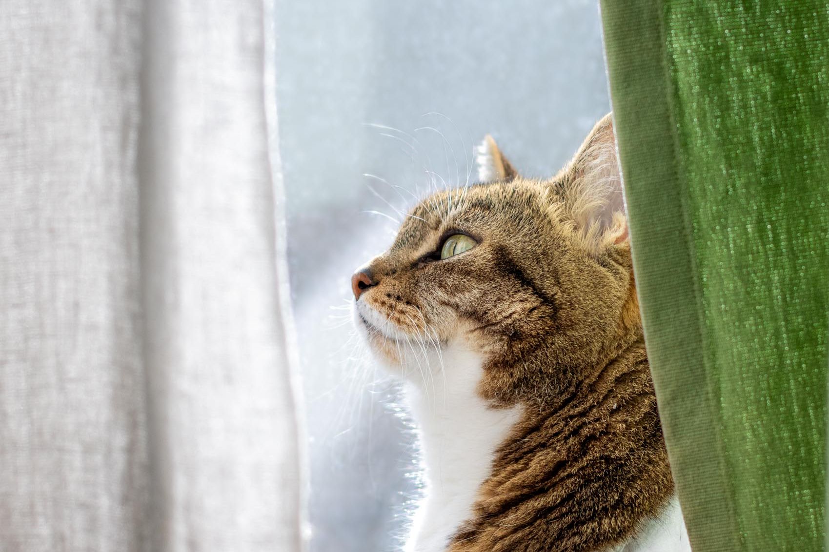 Seitenprofil einer getigerten Katze, die zwischen zwei Gardinen sitzt