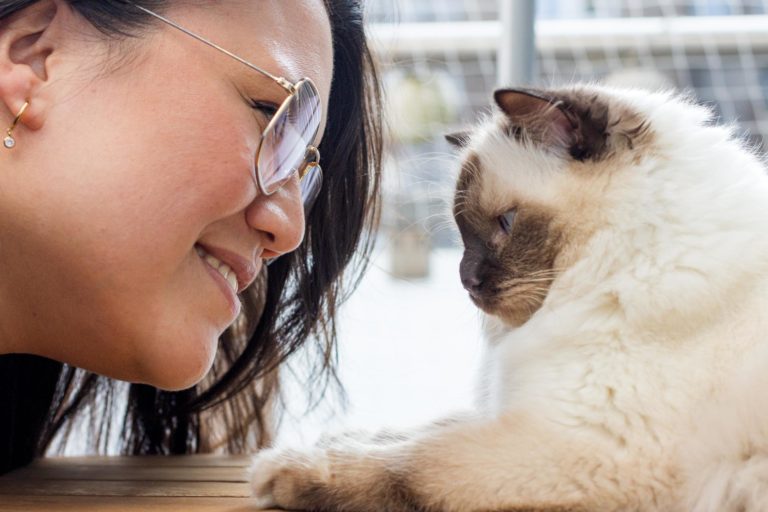 Frau sieht ihre Ragdoll Katze an, die vor ihr mit ausgestreckten Pfoten liegt