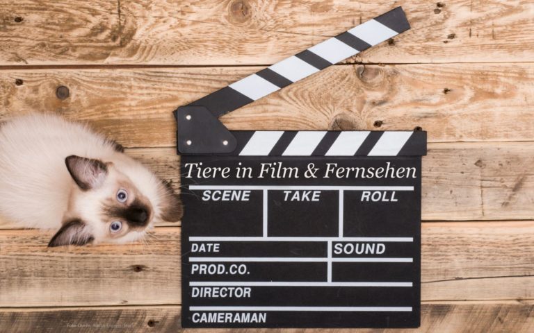 Meine Lieblingsfilme, in denen Tiere eine tragende Rolle spielen