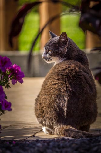 Hinteransicht einer sitzenden grauen Katze, die den Kopf zur Seite gedreht hat, die Augen zu kleinen Schlitzen verengt