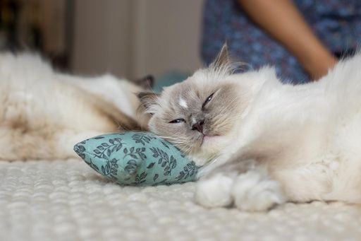 Zwei Ragdoll Katzen liegen auf einem hellen Teppich. Die vordere grey colourpoint liegt mit dem Kopf auf einem Katzenminze-Kissen und hat die Augen fast geschlossen
