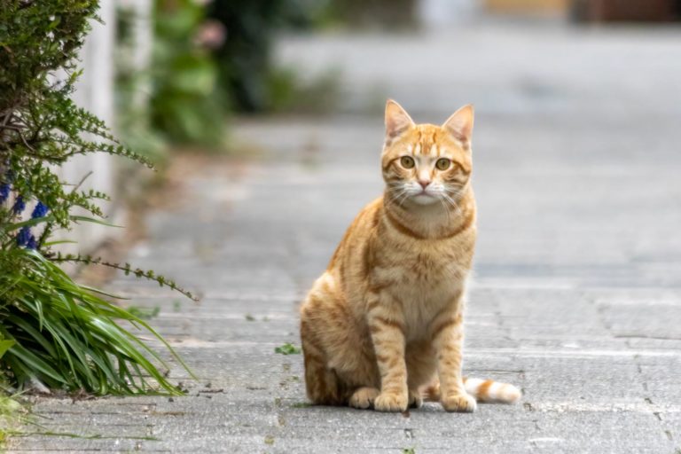 rot-getigerte Katze sitzt auf Gehweg