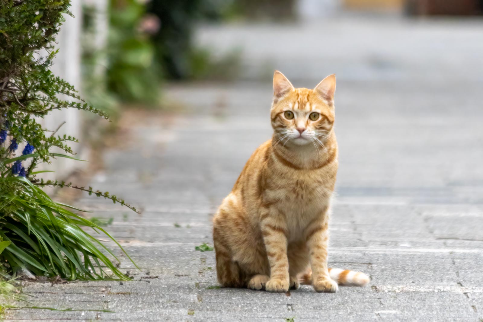 rot-getigerte Katze sitzt auf Gehweg