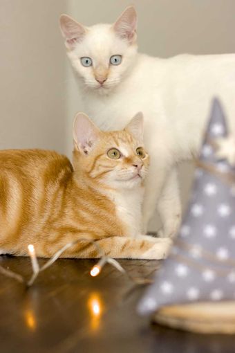 zwei Kitten (eins weiß, eins rot-getigert) stehen bzw. liegen neben einer Lichterkette und einem Stoff-Weihnachtsbaum