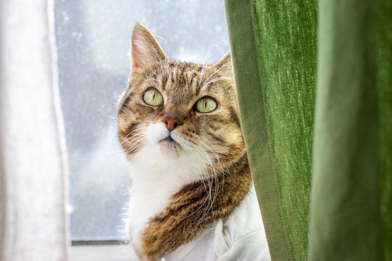 weiß/rot-getigerte Katze zwischen weißen und grünen Vorhängen