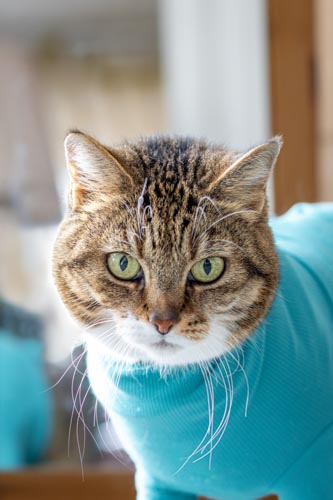 Front-Aufnahme einer weiß/rot-getigerten Katze im türkisen Body