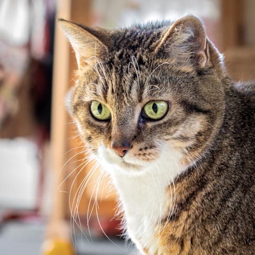 Nahaufnahme einer weiß/rot-getigerten Katze