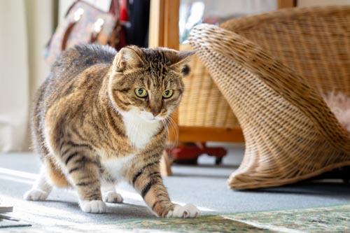 weißt/rot-getigerte Katze jagt einem Spielzeug hinterher