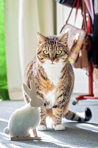 weiß/rot-getigerte Katze mit Hasen-Spielzeug