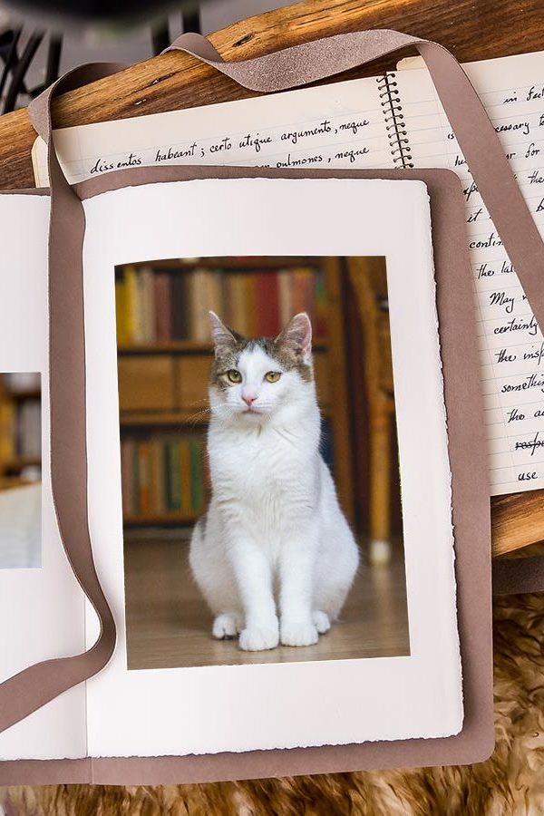 Fotobuch auf Schreibtisch mit Fotos von zwei weiß-getigerten Kätzchen