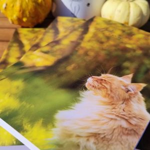 Notizbuch mit einer Maine Coon Katze auf dem Cover