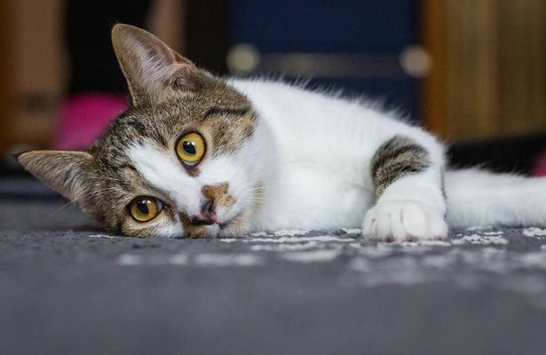 weiß-getigertes Kätzchen liegt auf einem grauen Teppich