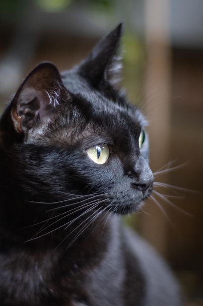 Profil-Foto einer schwarzen Katze