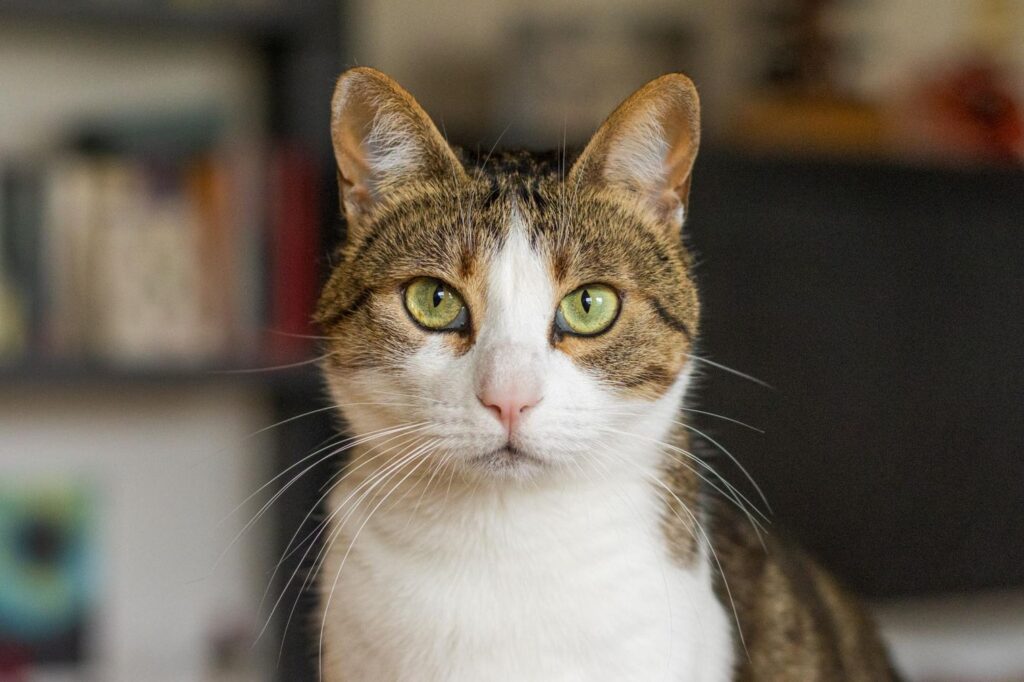 Portrait einer weiß-getigerten Katze, frontal aufgenommen in einer Wohn-Umgebung