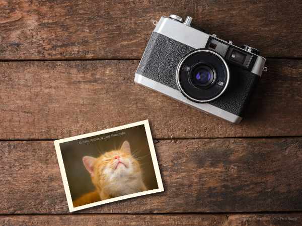 Retro Kamera auf dunklem Holztisch neben einem gedruckten Foto einer roten Katze