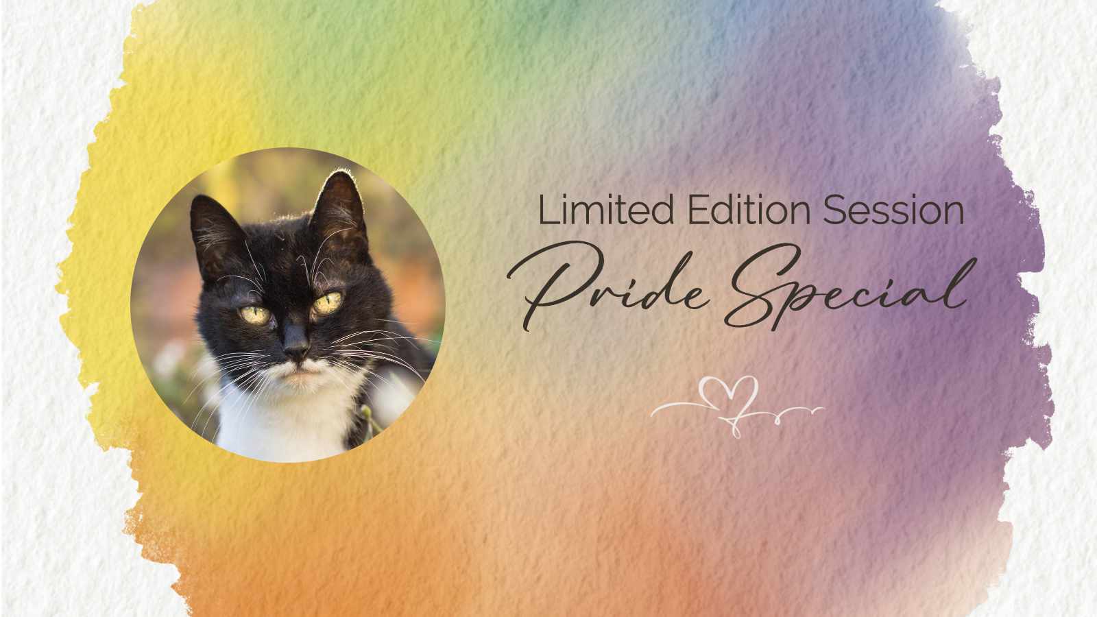 Regenbogen-Farbklecks mit Text="Limited Edition Session Pride Special". Neben dem Text ein Foto einer schwarz-weißen Katze