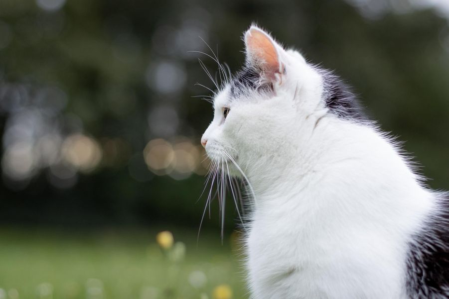 Seitenprofil einer schwarz-weißen Katze auf einer Blumenwiese